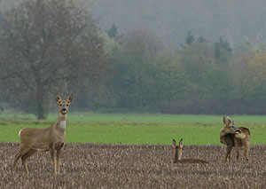 Hotels im Marienbad, Tschechien